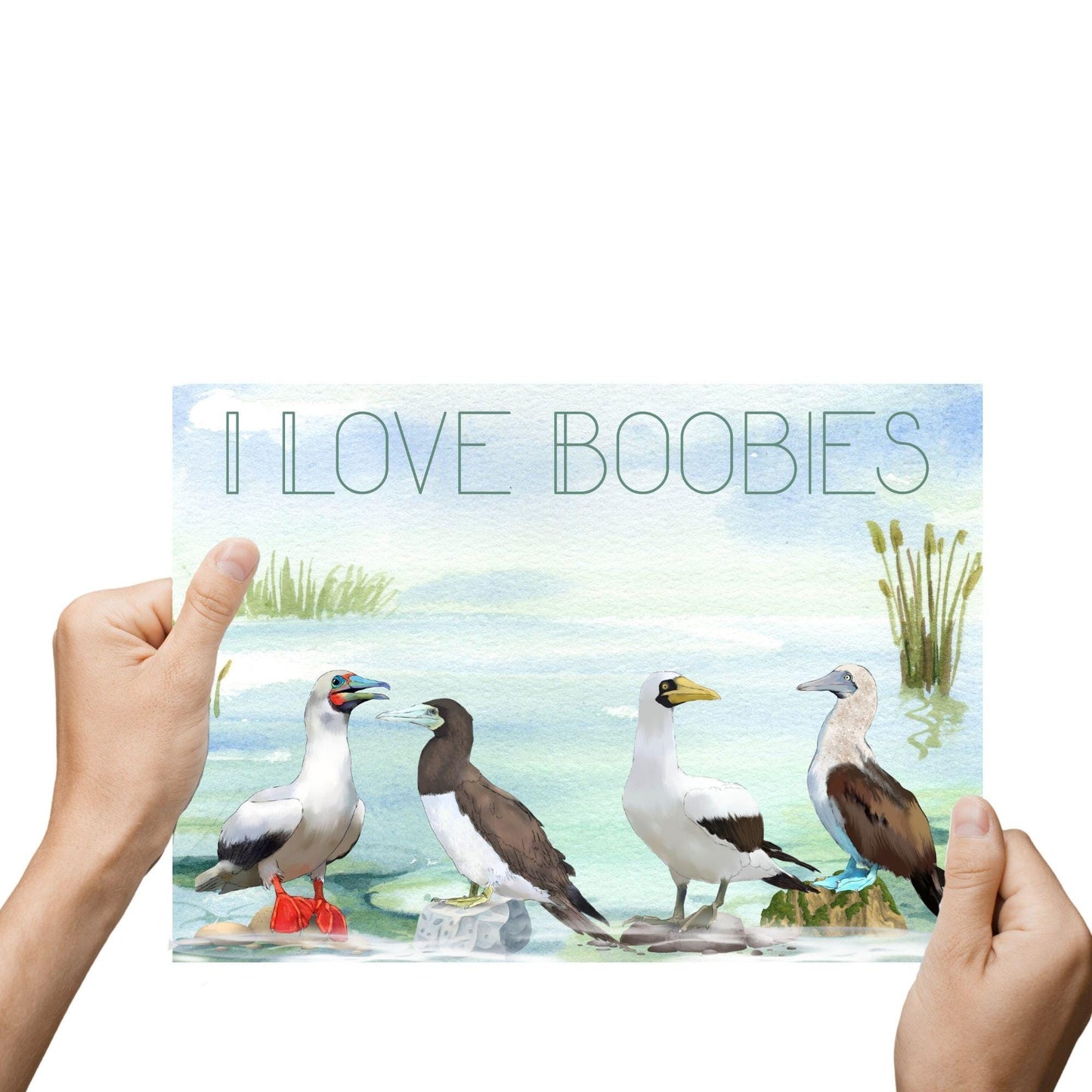 Boobies A4 Print, High Quality Wall Art, Quirky Bird Art, Booby Watercolour, Original Artist Print, Ornithology, Bird Watcher Art